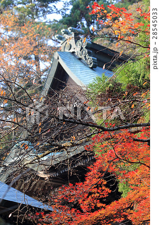 四国別格二十霊場第15番札所「箸蔵寺」御本殿の紅葉 四国別格二十霊場第15番札所「箸蔵寺」御本殿の紅葉 28545033