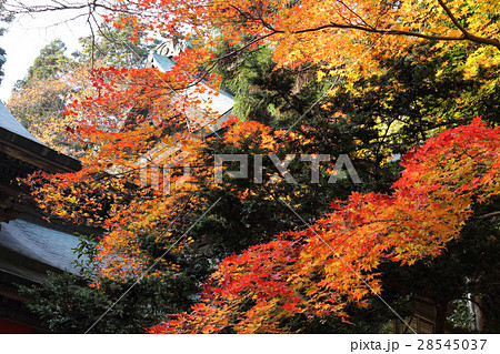 四国別格二十霊場第15番札所「箸蔵寺」御本殿の紅葉 28545037
