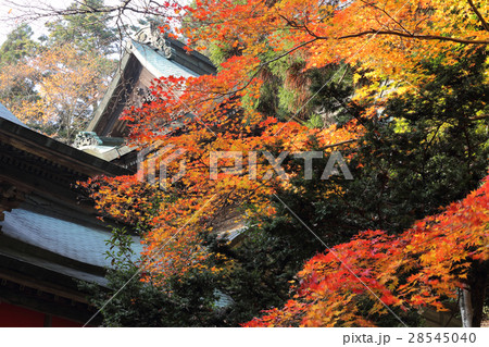 四国別格二十霊場第15番札所「箸蔵寺」御本殿の紅葉 四国別格二十霊場第15番札所「箸蔵寺」御本殿の紅葉 28545040