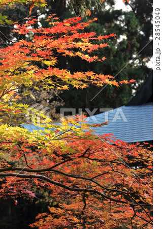 四国別格二十霊場第15番札所「箸蔵寺」御本殿の紅葉 28545049