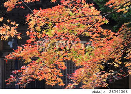 四国別格二十霊場第15番札所「箸蔵寺」御本殿の紅葉 28545068