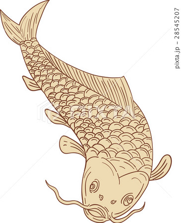 Koi Nishikigoi Carp Diving Down Drawing Koi Nishikigoi Carp Diving Down Drawing 28545207