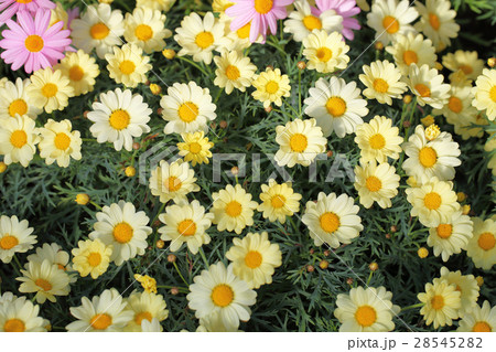 マーガレット エンジェリックレモンパステルの花の写真素材