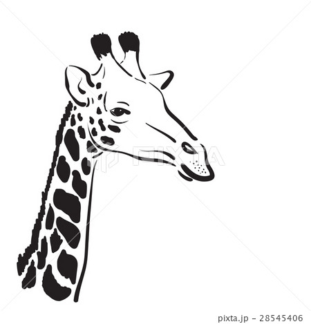Vector Of A Giraffe Head On White Background のイラスト素材 28545406 Pixta