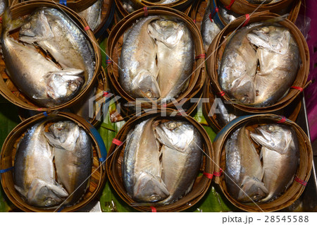 short-bodied mackerel short-bodied mackerel 28545588