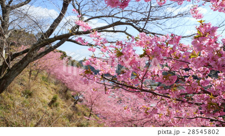 斜面の河津桜 斜面の河津桜 28545802