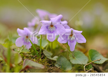 タチツボスミレ タチツボスミレ 28545854