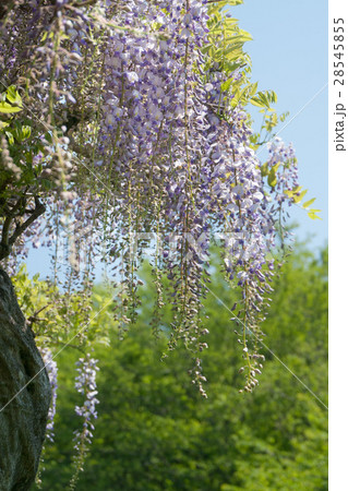 フジ フジ 28545855