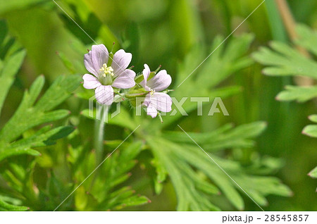 アメリカフウロ アメリカフウロ 28545857