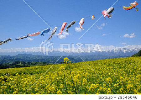 鯉のぼりと菜の花畑（横） 28546046