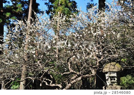 早春の円覚寺 28546080