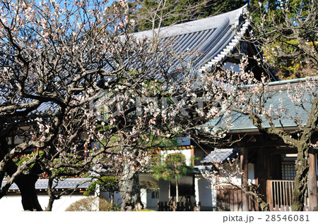 早春の円覚寺 早春の円覚寺 28546081