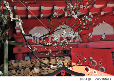 早春の荏柄天神社 早春の荏柄天神社 28546083