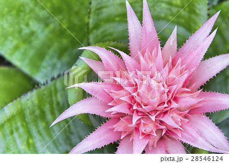 Bromeliad plant 28546124