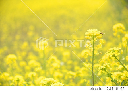 菜の花とミツバチ 28546165