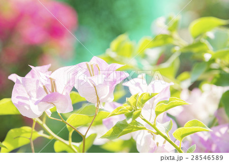 the pink bougainvillea  28546589