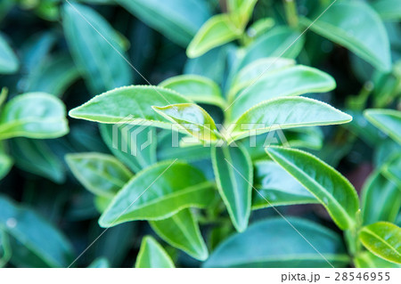 Green tea leave. Green tea leave. 28546955
