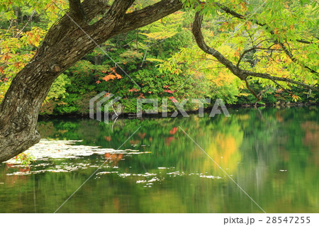 白神十二湖の八景の池 28547255