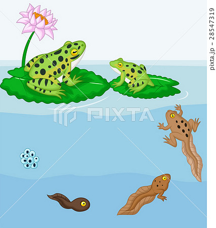 Frog metamorphosis 28547319