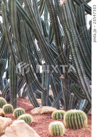 cactus plant in garden with little stone cactus plant in garden with little stone 28547383
