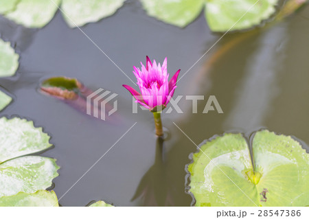 pink lotus blooming in the pond 28547386