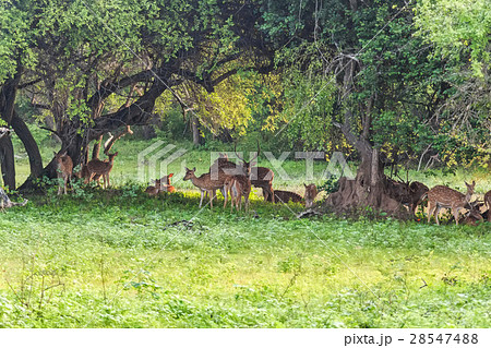 Herd of spotted deer or chital foraging in forest 28547488
