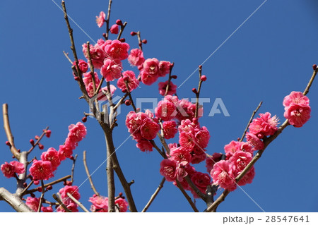 紅梅 28547641
