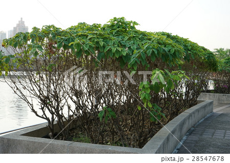 ムッセンダの木（Tree of Mussaenda, Queen Sirikit） 28547678