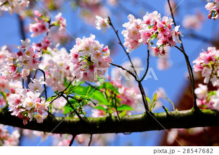 花 フラワー お花 28547682