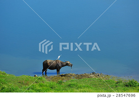 牛 雄牛 雄牛座 28547696