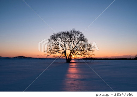 ハルニレの木　豊頃町 28547966