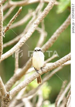 鳥 モズ 百舌 28548017