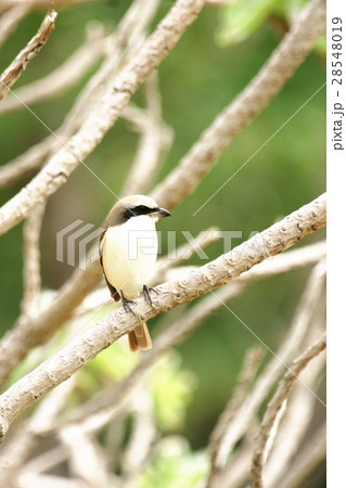 鳥 モズ 百舌 28548019