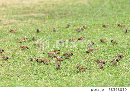 鳥 スズメ 雀 28548030