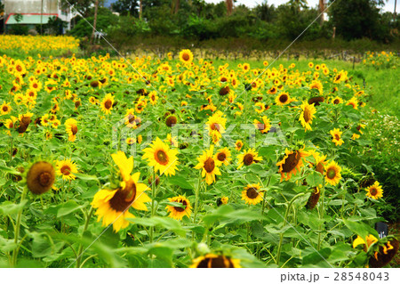 ひまわり 向日葵 ソレイユの丘 28548043