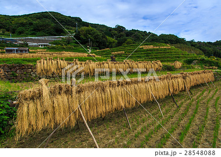 大中尾棚田 稲木干し 秋の風景 大中尾棚田 稲木干し 秋の風景 28548088