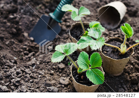 Strawberry Plants With Gardening Tools. 28548127