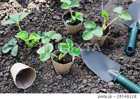 Strawberry Plants With Gardening Tools. 28548128