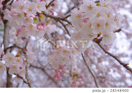 染井吉野の開花 28548400