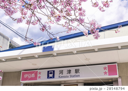河津桜　河津駅 28548794