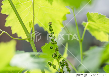 flower buds and leaves of shoots grapevine spring 28548958