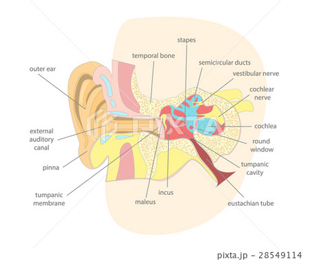 Cartoon Human Ear Anatomy in a Cut. Vector Cartoon Human Ear Anatomy in a Cut. Vector 28549114