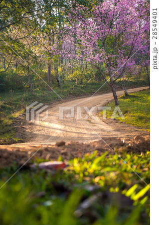 Rural road in spring with Cherry blossom tree 28549401