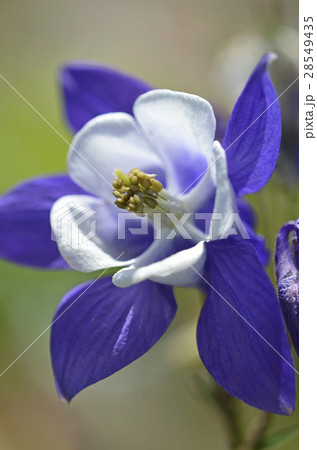 オダマキ（苧環） 28549435