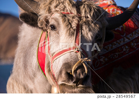 Yak close up, standing at lake       28549567