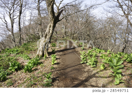 大室山 春の甲相国境尾根 28549751