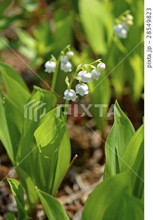 スズラン（鈴蘭） 28549823