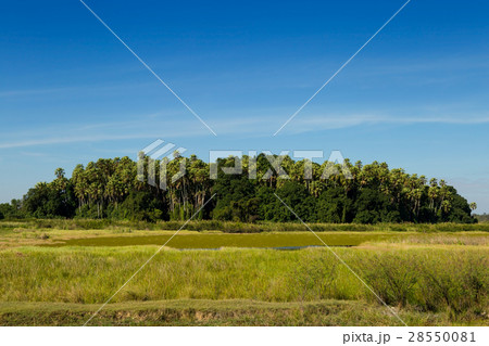 Island taraw palm. Pa Kamchanod, Amazing Thailand. 28550081