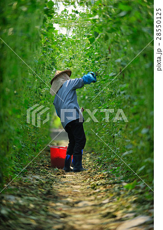 農産物 農産品 農家 28550125