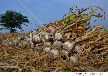 農耕 農業 農産物 28550130